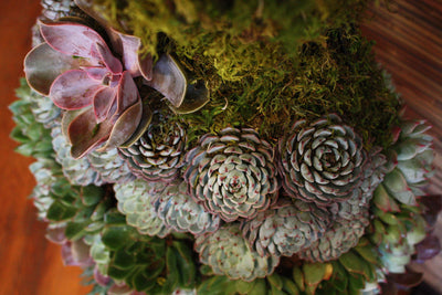 EBook Tutorial: Succulent Garden Dress Form Display
